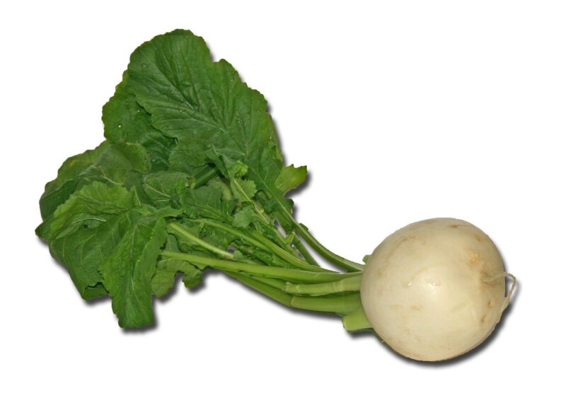 turnip vegetables cook root turnip 1129